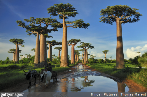 3 bonnes raisons de partir à Madagascar.