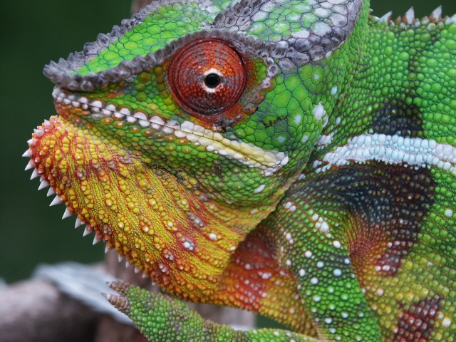 Faune et Flore à Madagascar